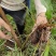 草河车拳参紫参草血竭虾参红蚤休化骨莲拳皇小鸡货源采挖地