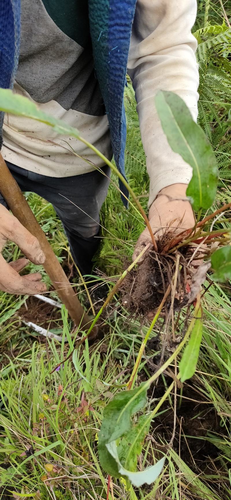 草河车拳参紫参草血竭虾参红蚤休化骨莲拳皇小鸡货源采挖地