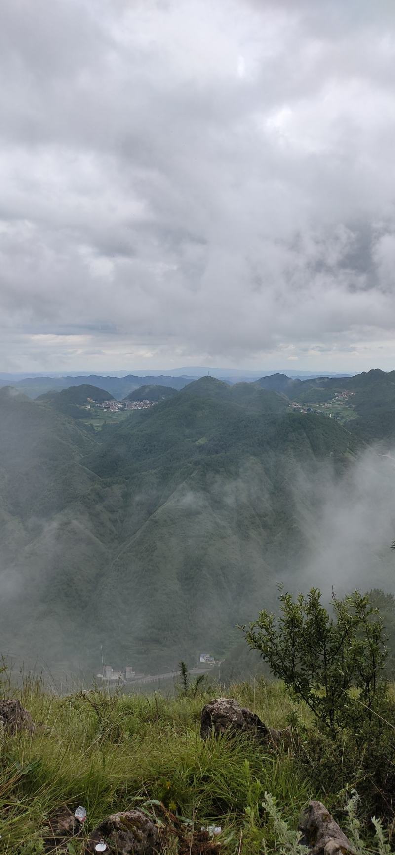 草河车拳参紫参草血竭虾参红蚤休化骨莲拳皇小鸡货源采挖地