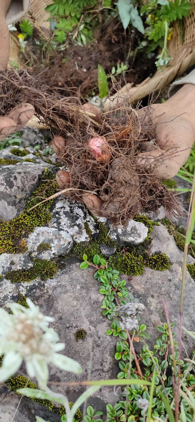 草河车拳参紫参草血竭虾参红蚤休化骨莲拳皇小鸡货源采挖地