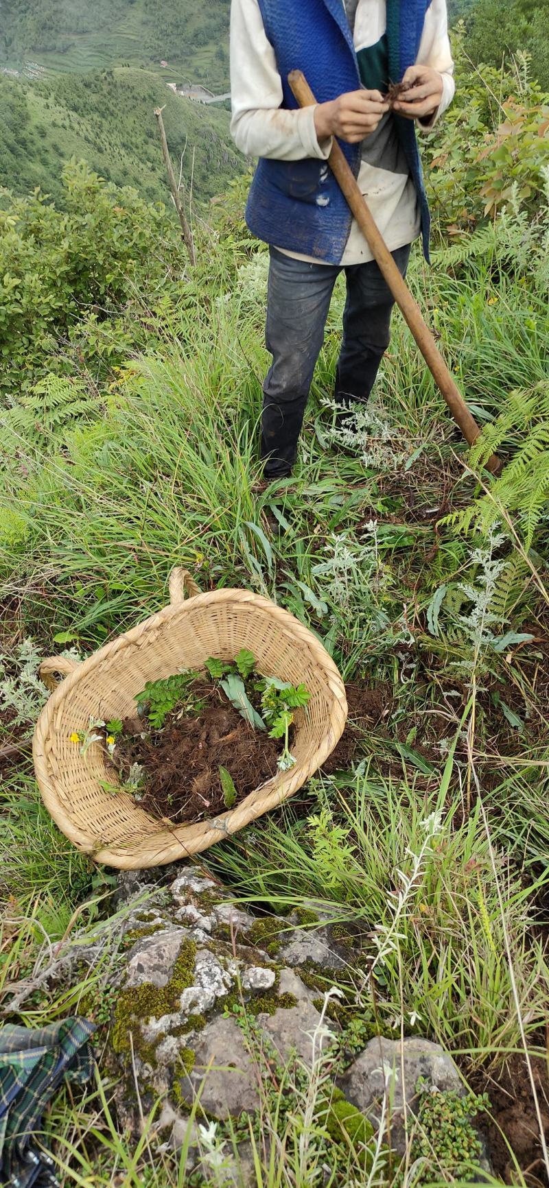 草河车拳参紫参草血竭虾参红蚤休化骨莲拳皇小鸡货源采挖地
