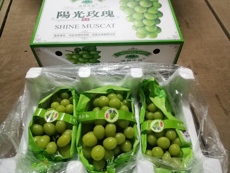 大量阳光玫瑰欢迎致电
