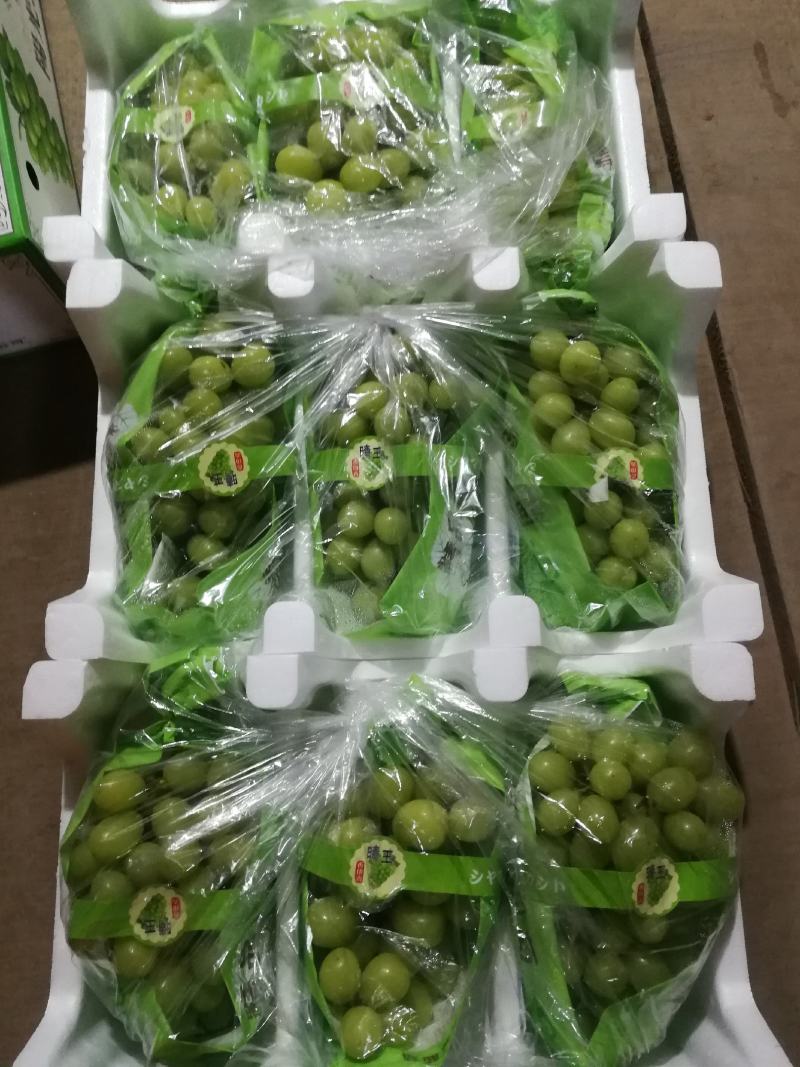 大量阳光玫瑰欢迎致电