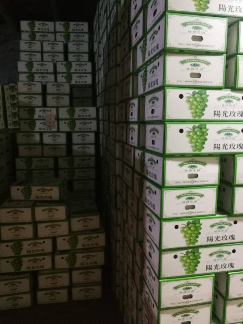 大量阳光玫瑰欢迎致电