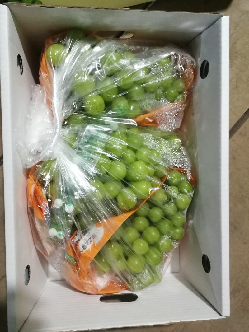 大量阳光玫瑰欢迎致电