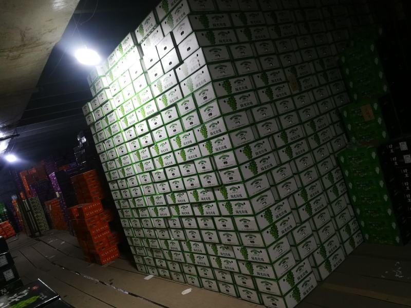 大量阳光玫瑰欢迎致电
