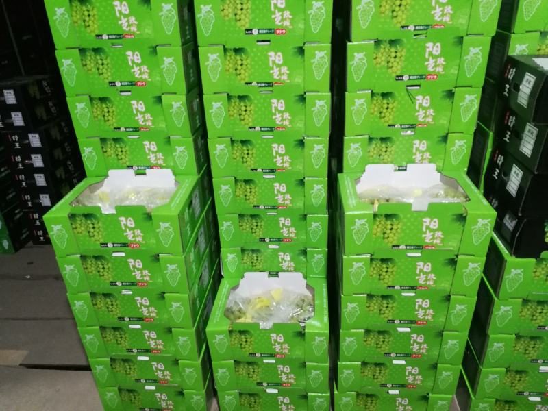大量阳光玫瑰欢迎致电