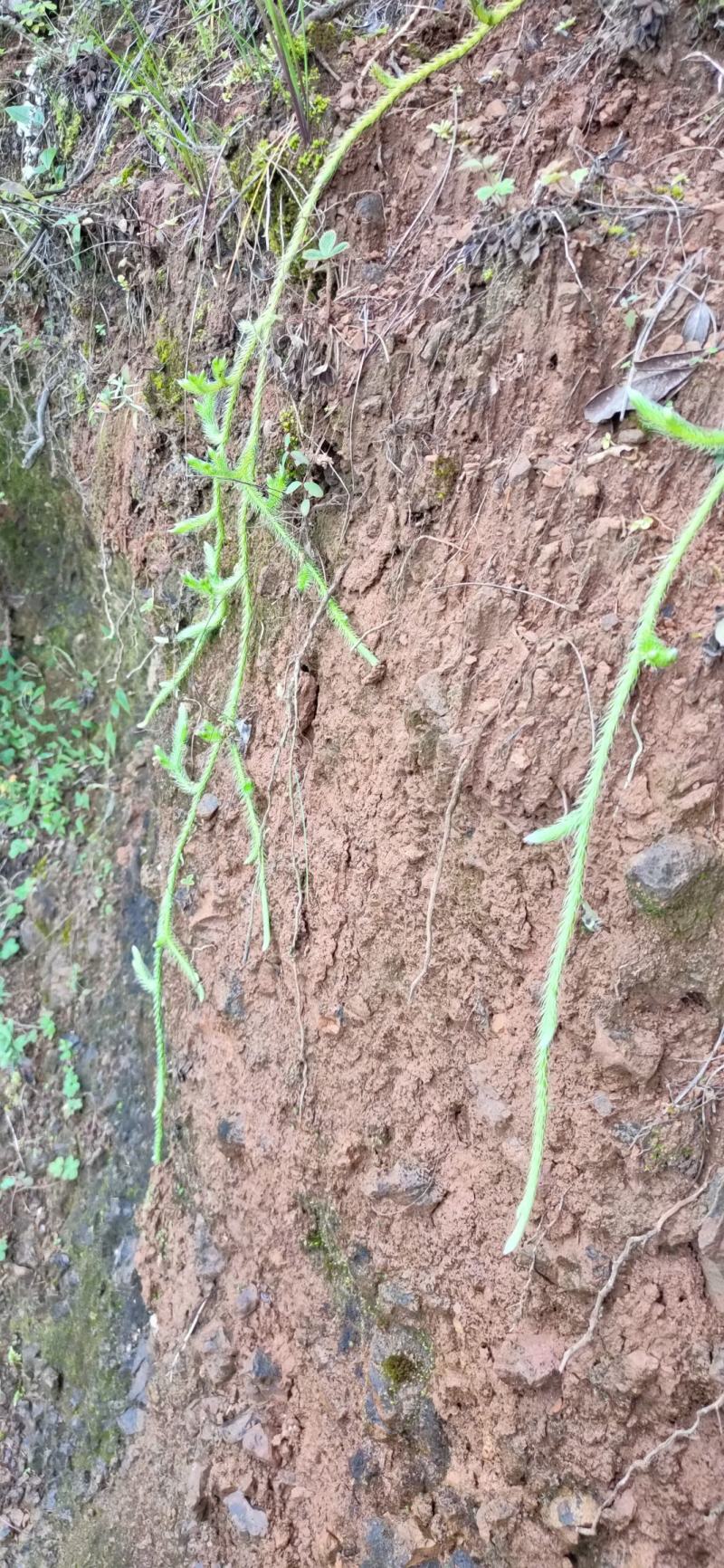 云南野生中药材伸筋草筋骨草舒筋草石松狮子