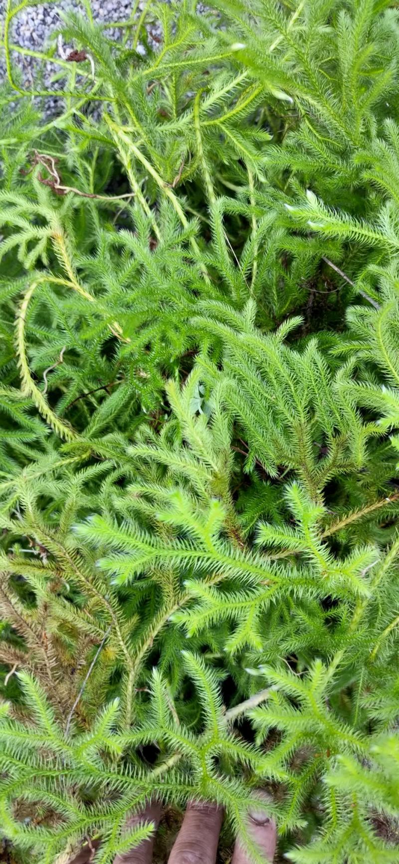 云南野生中药材伸筋草筋骨草舒筋草石松狮子