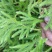 云南野生中药材伸筋草筋骨草舒筋草石松狮子