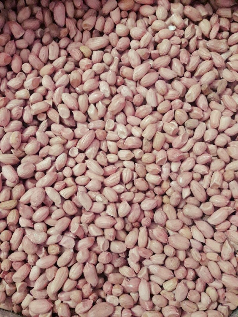 印度进口新货油料花生米48%以上出油率