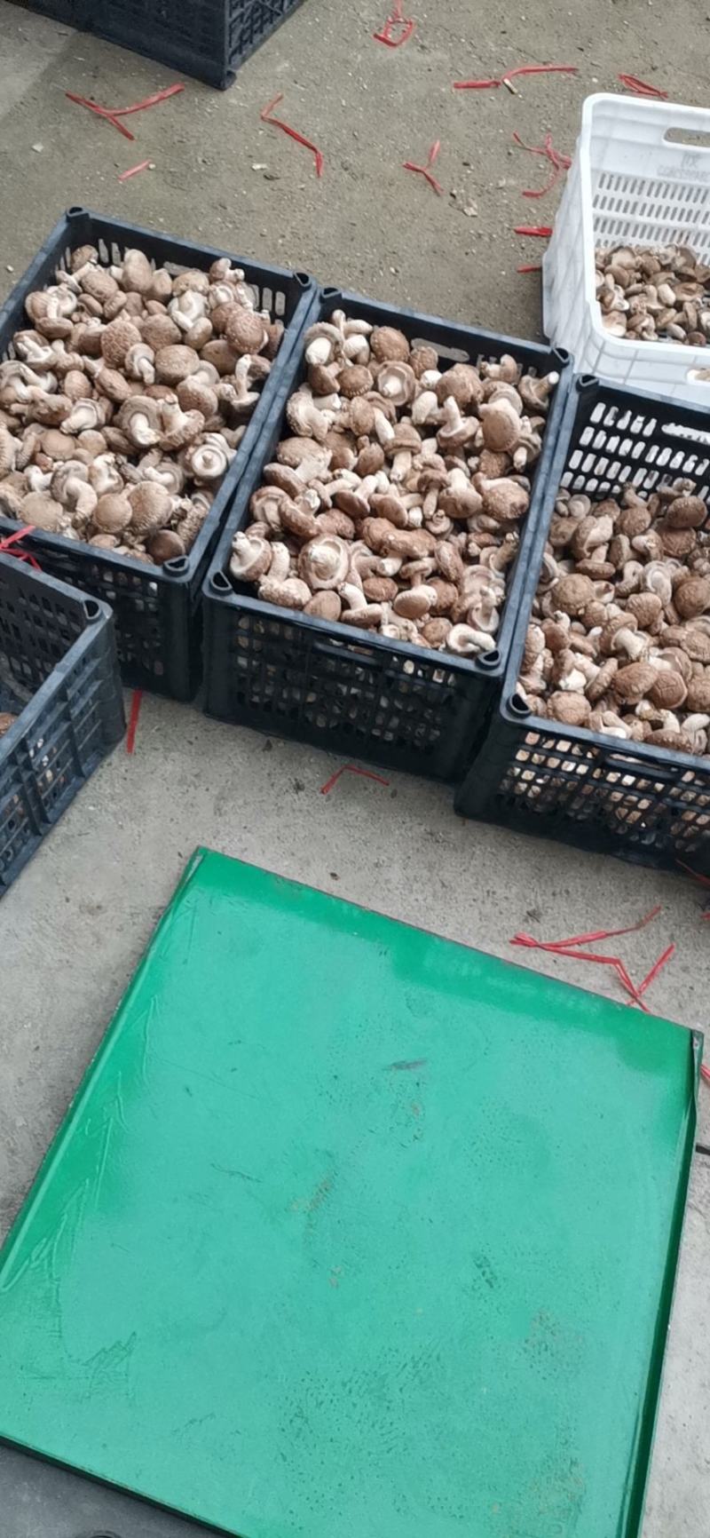 香菇产地直销，货源充足，物美价廉