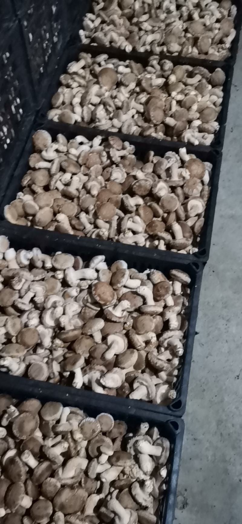 香菇产地直销，货源充足，物美价廉