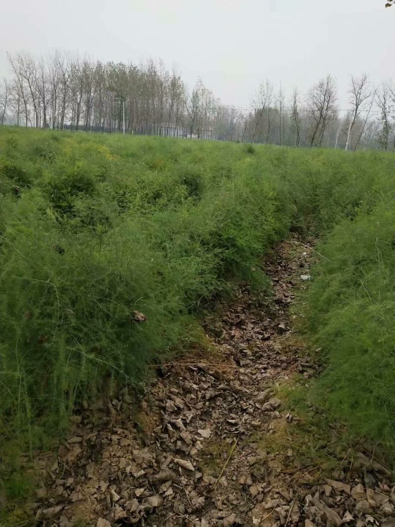 芦笋种子新品优质纯一代绿芦笋种子高产抗病品质保障批发