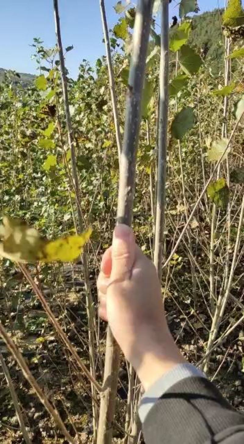 迎春5号杨树苗一年两年苗