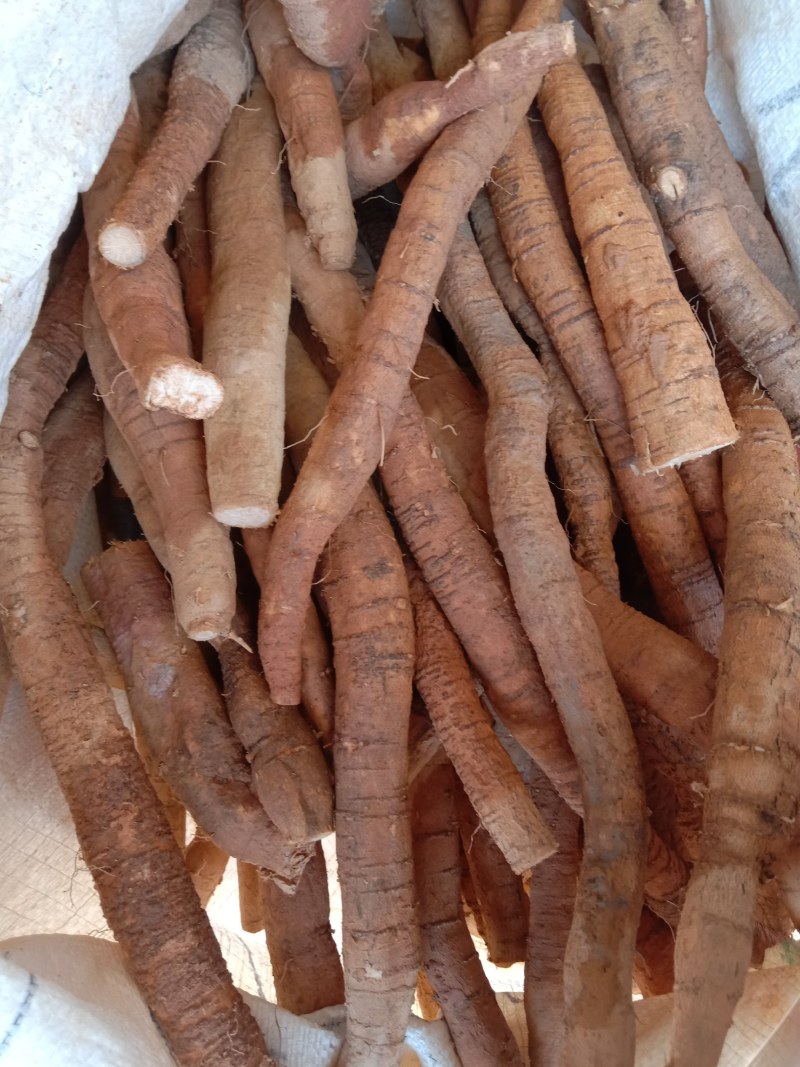 鲜牛大力，中药材牛大力鲜货