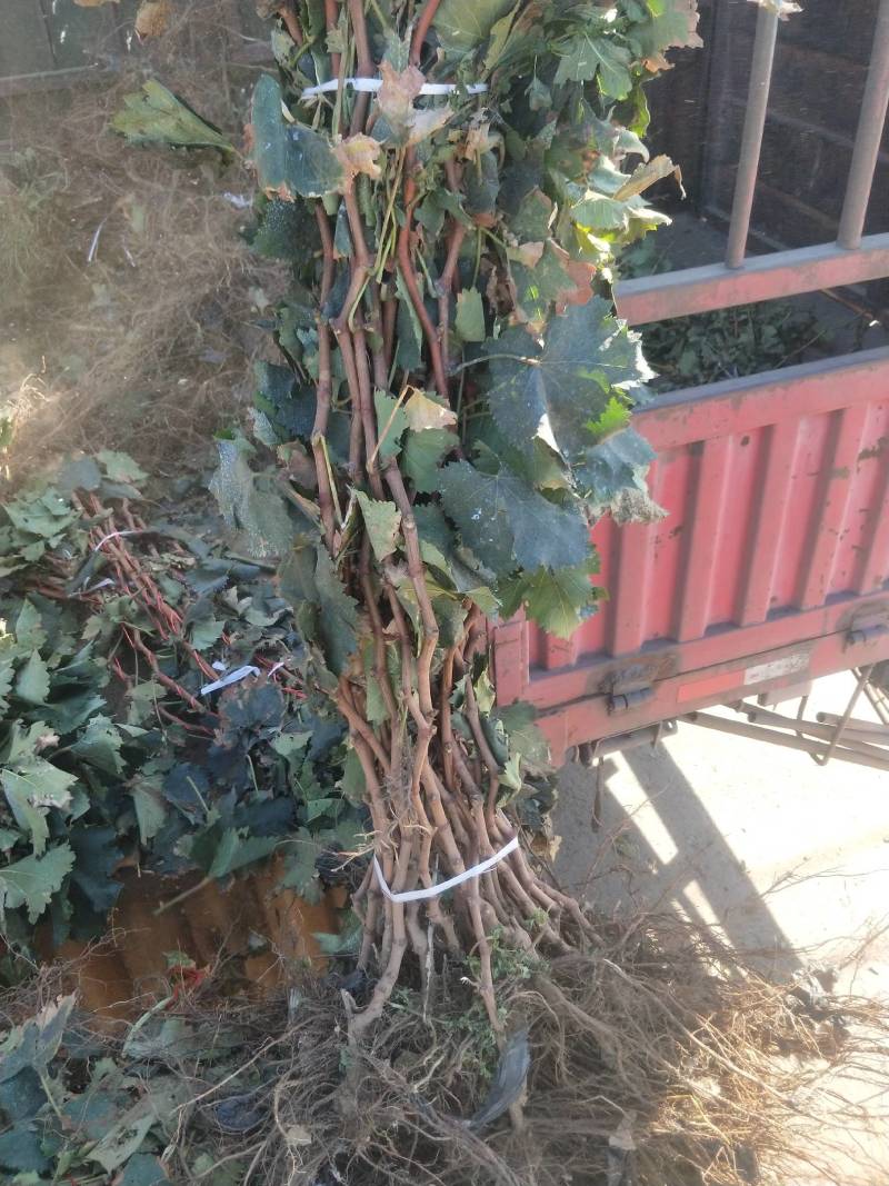 河北特级葡萄苗2年盛果葡萄苗巨峰60万高条