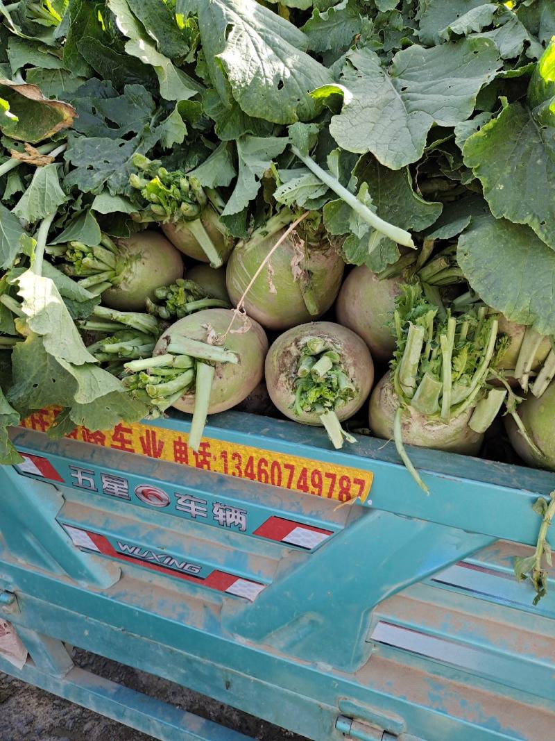 青萝卜，大量上市，有需要的请联系。？？？