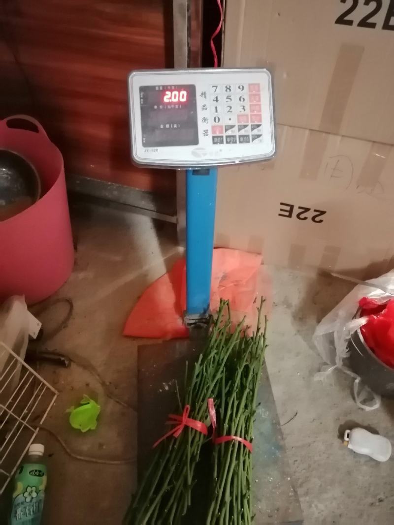 新品种紫肉黄皮果苗！