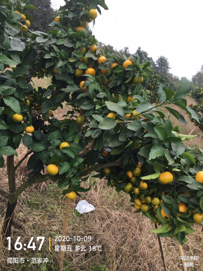 本场预售优质金秋沙糖桔
