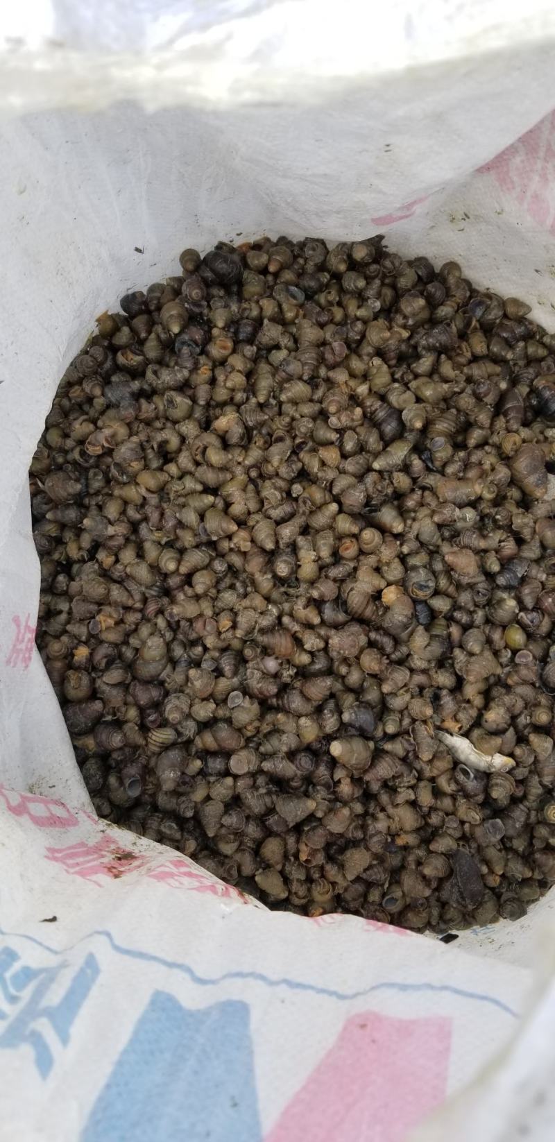 饲料螺食用螺蛳质量保证周边配送。。