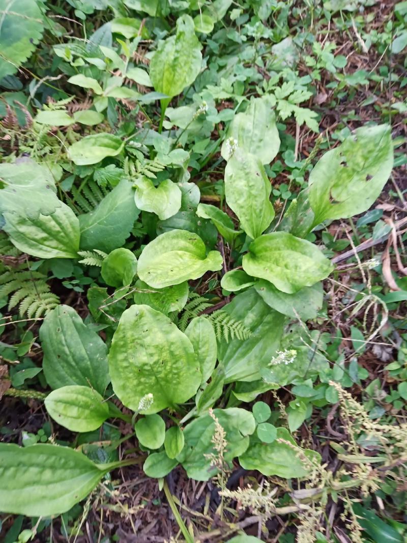车前草（纯野生鲜货）