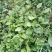 车前草（纯野生鲜货）