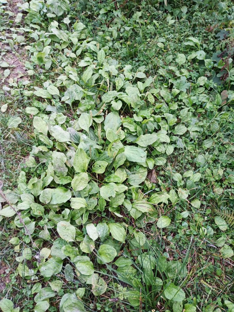 车前草（纯野生鲜货）