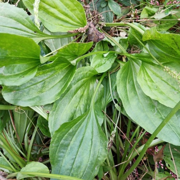 车前草（纯野生鲜货）