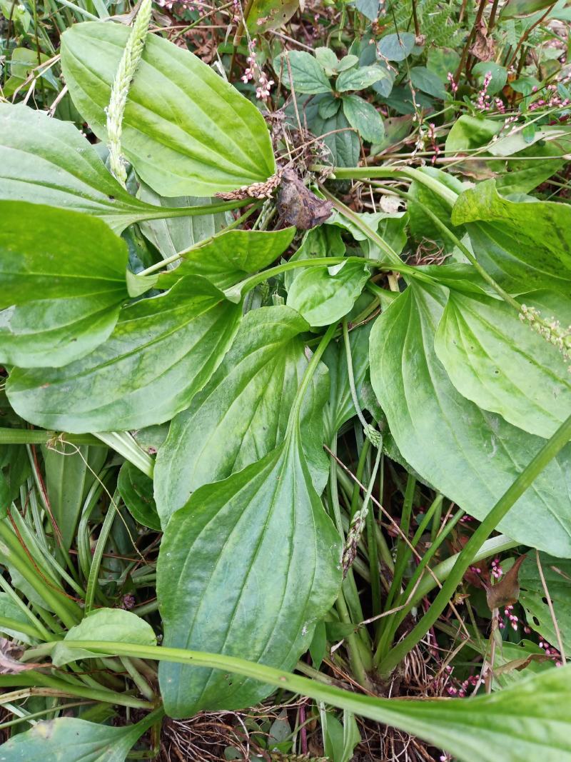 车前草（纯野生鲜货）