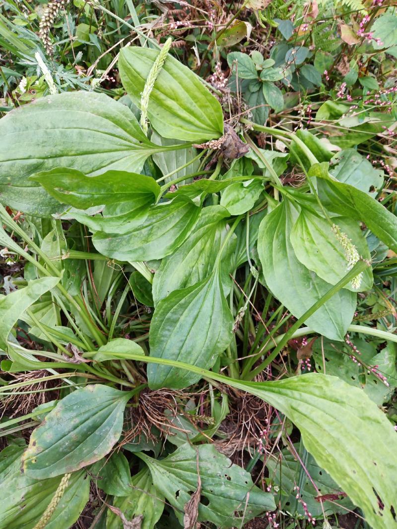 车前草（纯野生鲜货）