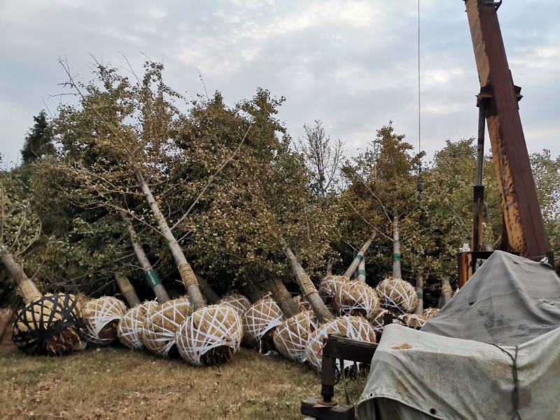 银杏树邳州市银杏树基地，欢迎广大客户采购。