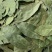 2斤起批新货特绿香叶选货片型好另卖八角桂皮花椒小茴香