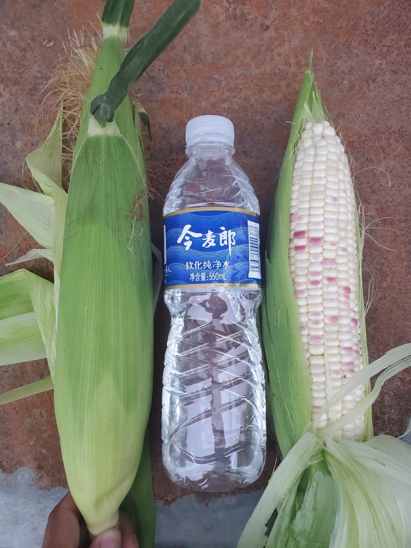 水果玉米彩甜糯大花小花