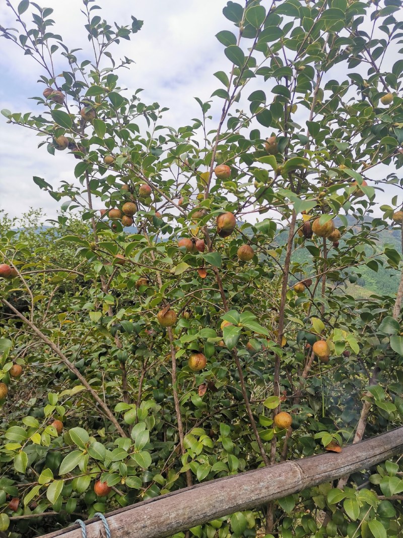 大量茶籽，茶籽油出售