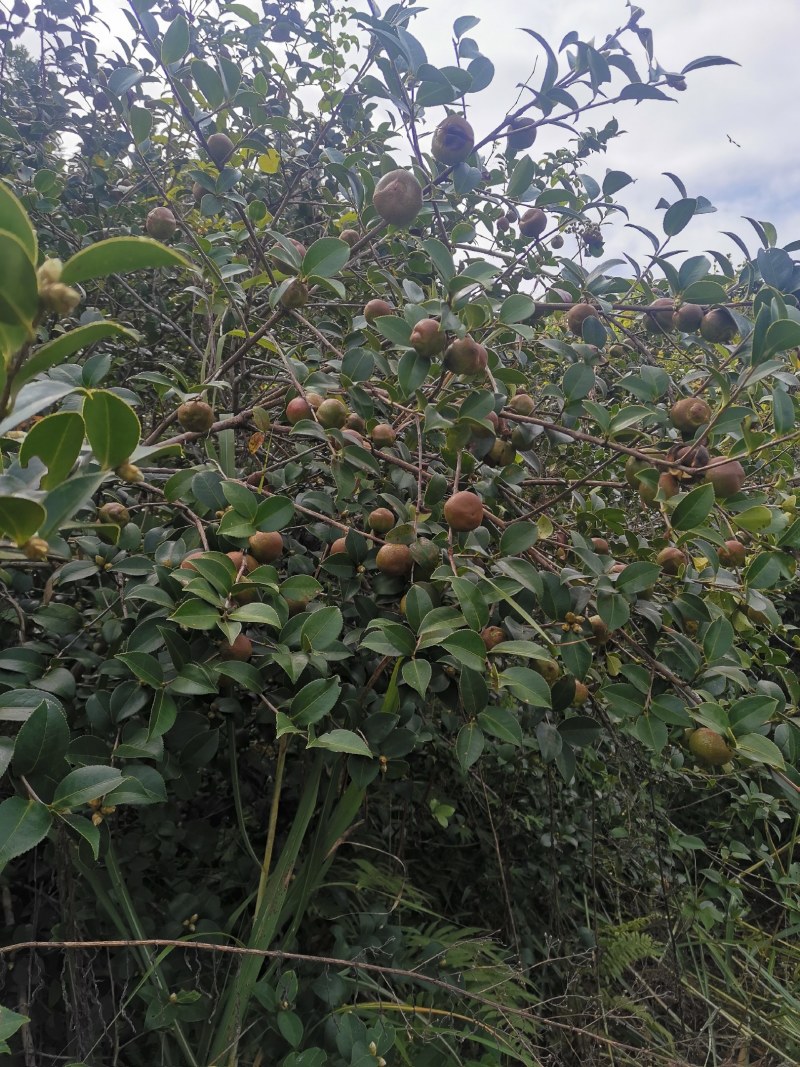 大量茶籽，茶籽油出售