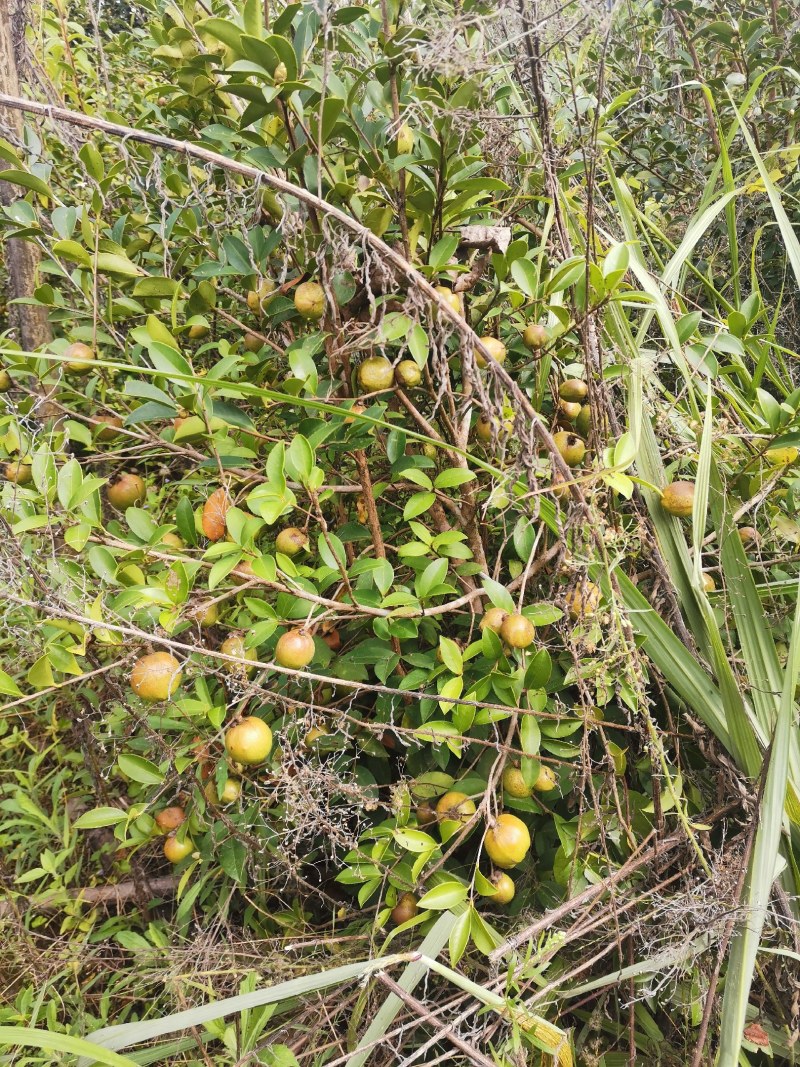 大量茶籽，茶籽油出售