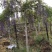 紫藤(树桩，盆景，长廊)