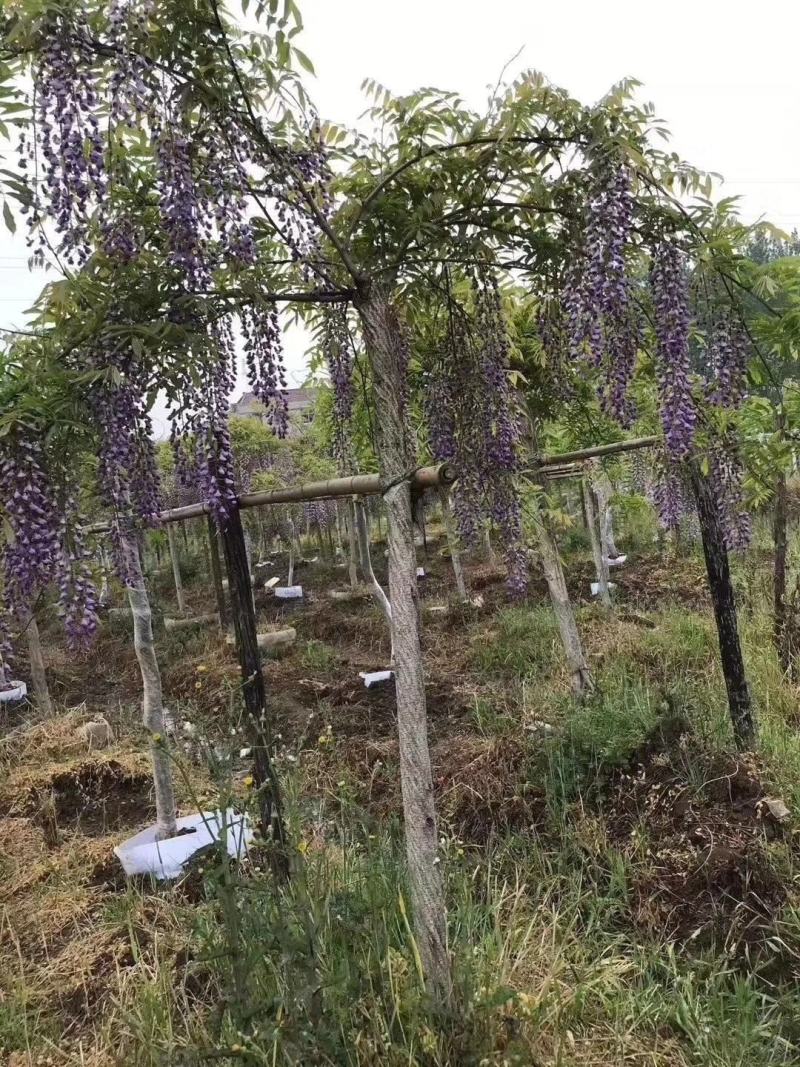 紫藤(树桩，盆景，长廊)