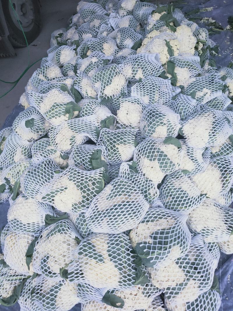 【精品】河南菜花大量上市，产地直发价优欢迎致电合作