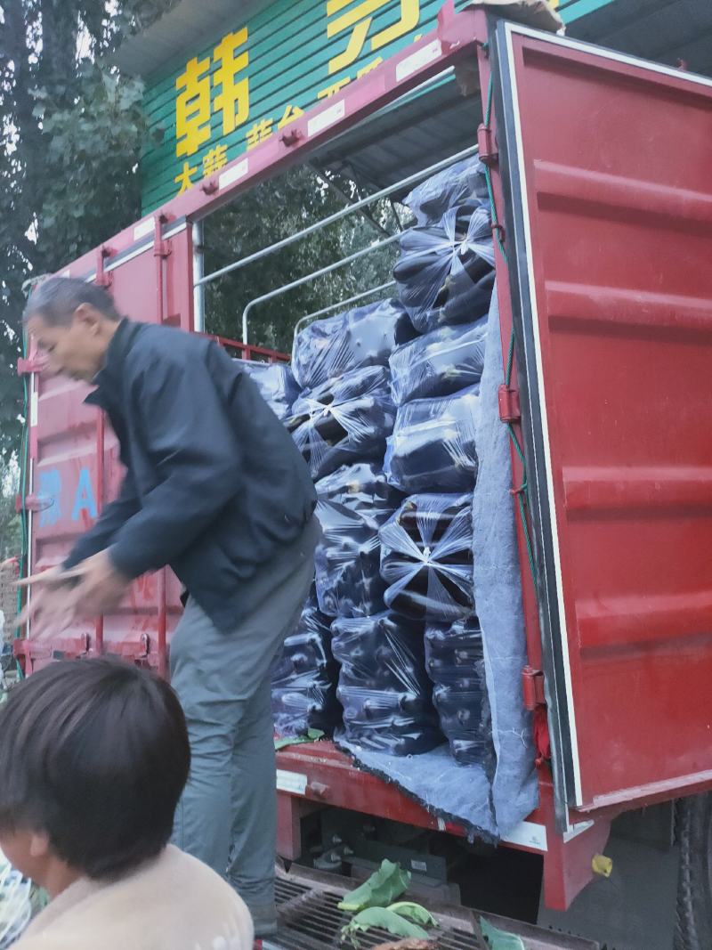 黑长茄3两以上货源充足。产地直发，可视频看货，量大从优