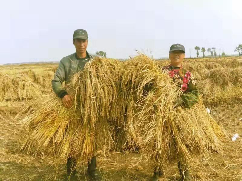 2021年五常稻花香二号稻谷，鲜米坊，大量批发，量少勿扰