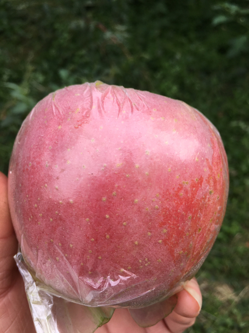 红富士苹果膜袋富士苹果产地直供超市团购市场批发