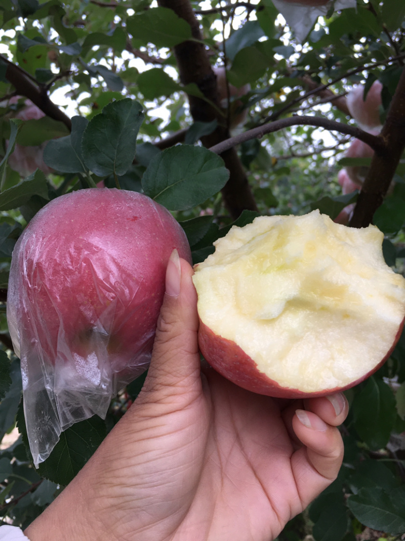 红富士苹果膜袋富士苹果产地直供超市团购市场批发