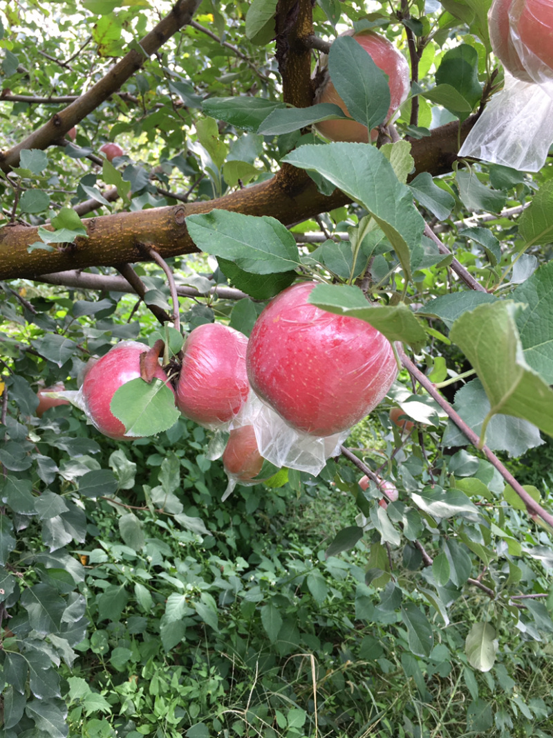 红富士苹果膜袋富士苹果产地直供超市团购市场批发