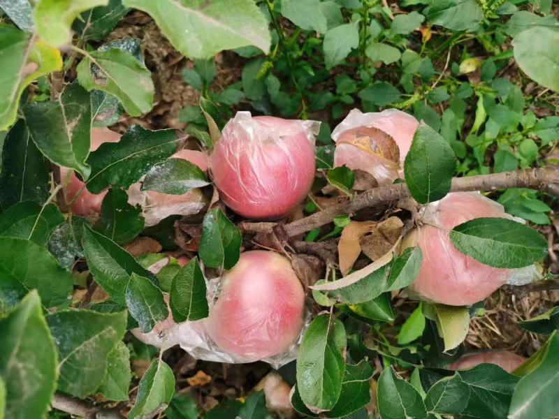 精品冰糖心红富士苹果75mm以上膜袋口感脆甜颜色红亮