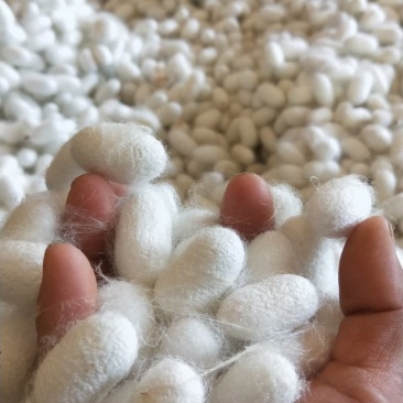 蚕丝(蚕丝被、蚕丝寝室用品)
