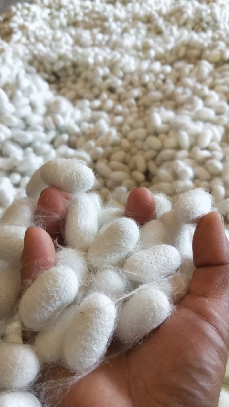 蚕丝(蚕丝被、蚕丝寝室用品)