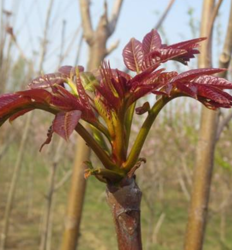 香椿种籽，正宗红油香椿种子亩用育苗4斤种子