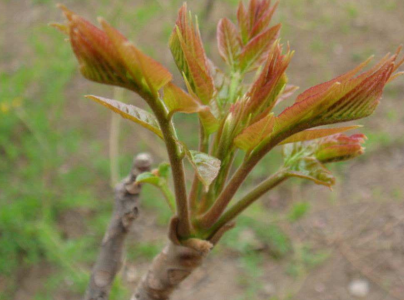 香椿种籽，正宗红油香椿种子亩用育苗4斤种子